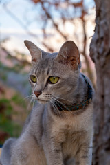 Cute little cat mountain background