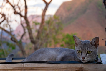 Cute little cat mountain background