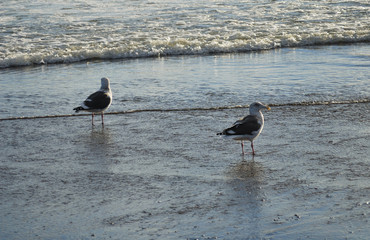 海鳥　浜　素材