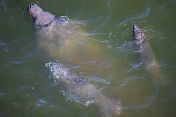 mammal sea swimming manati con gemelos wildlife