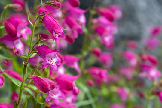 Closeup of pink and white Beardtongue flowers blooming in a garden
