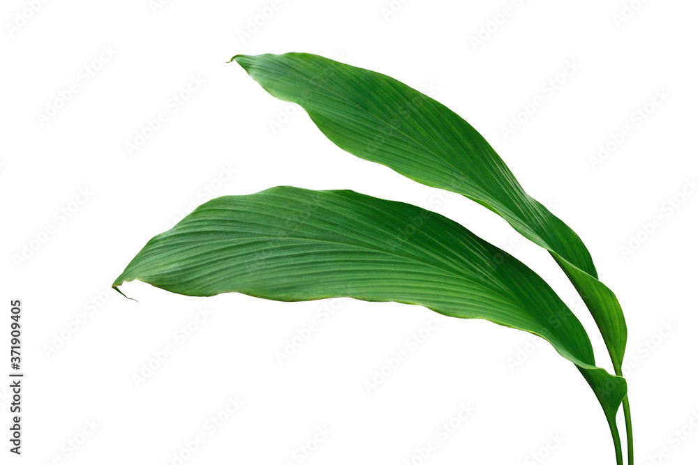 Poster Green leaves of turmeric (Curcuma longa) ginger medicinal herbal plant isolated on white background, clipping path included..