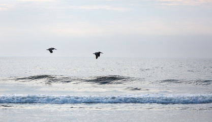 Brown Pelicans in Assateague state park