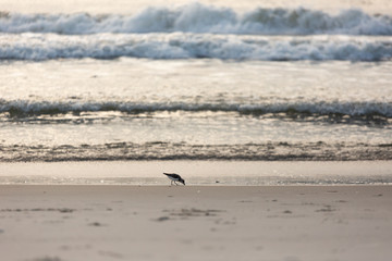 Birds on the coast in Assateague state park