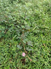 green moss on the ground