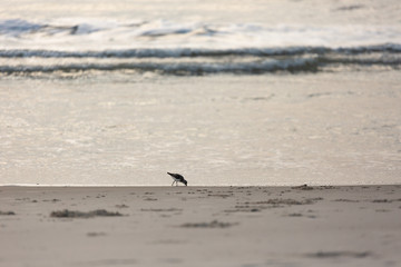Birds on the coast in Assateague state park