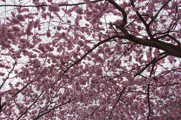 The view of beautiful pink cherry blossom tree crown, spring in Sweden.