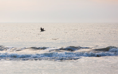 Brown Pelicans in Assateague state park