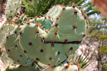 Nopal espinas con herida