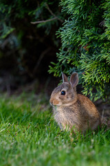 Closeup of baby bunny sitting on the lawn, arbor vitae as background
