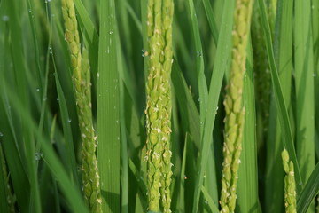 イネの花 山形県 庄内米