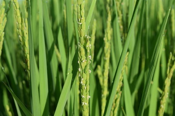イネの花 山形県 庄内米