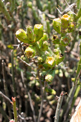Racimo de tunas verdes