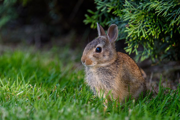 Closeup of baby bunny sitting on the lawn, arbor vitae as background
