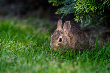 Closeup of baby bunny sitting on the lawn, arbor vitae as background
