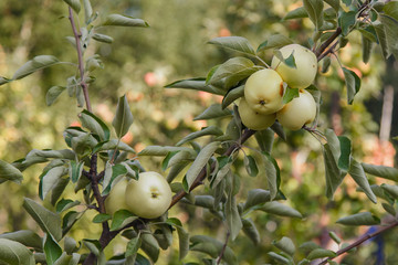 harvest: green apples on a tree in the garden. the products are ready for export. import of seasonal goods.
