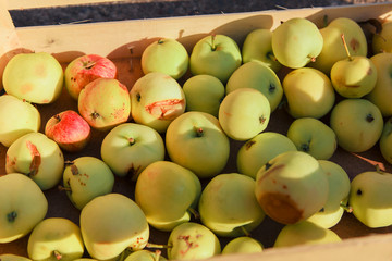 harvest: white apples in a wooden box. products ready for export. import of seasonal goods.