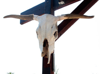 cr&aacute;neo de bovino