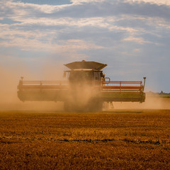 Fototapeta premium Harvest time in the fens combine emerging from the dust thrown up from harvesting wheat.