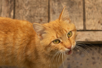 A brown cat meowing and wait meows