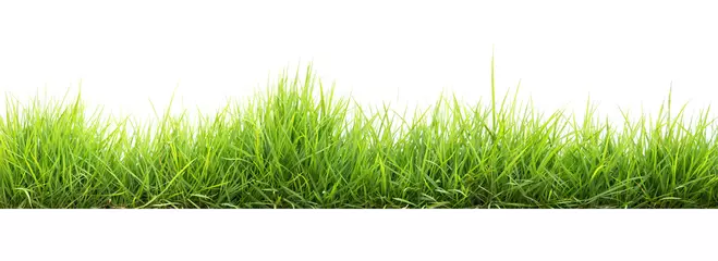 Photo sur Aluminium Herbe green grass in garden isolate on white