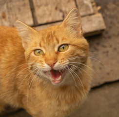 A funny meowing cat. Brown cat very beautiful