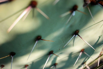 Nopal con espinas