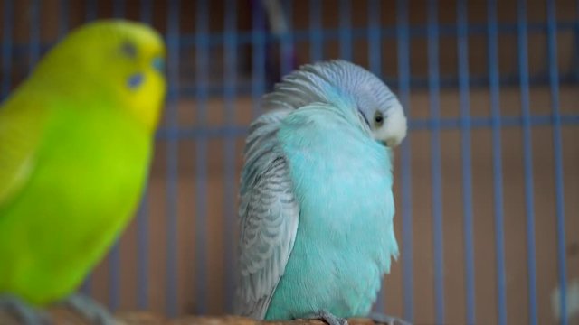 Cute domestic pet bird, parrot close-up