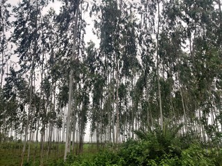 Pine trees in the forest