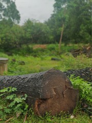 A wooden log in a forest on a rainy day