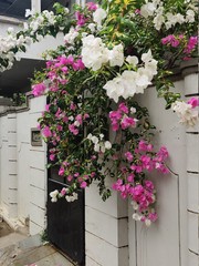 Fototapeta na wymiar pink flowers in a street