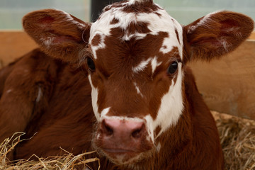 A young calf on a rural farm.  © Carl