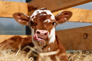 A young calf on a rural farm. 