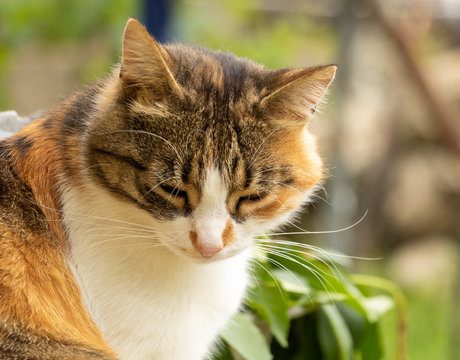 A beautiful cat sits thoughtfully. Close up photo