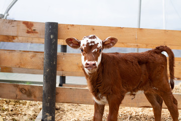 A young calf on a rural farm. 