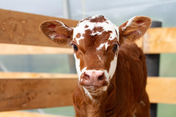 A young calf on a rural farm.  © Carl