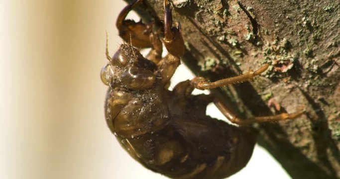 a cicada on a tree branch 4k footage macro shot