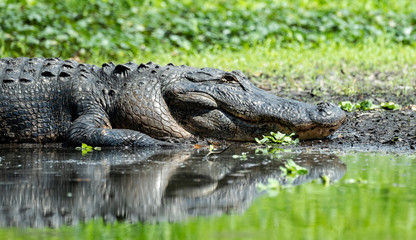 Fototapeta premium Alligator in Florida 