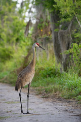 Sandhill Crane in Florida 