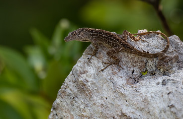 Lizard in Florida 