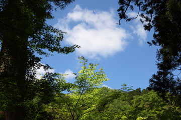新緑と青空と雲