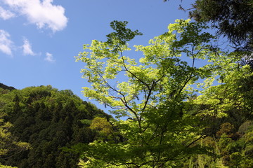 新緑と青空と雲