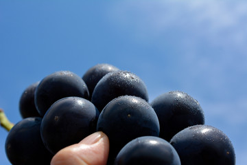 甘くて瑞々しい大きな葡萄、巨峰。食べ物イメージ素材