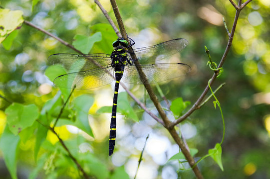 494 件の最適な オニヤンマ 画像 ストック写真 ベクター Adobe Stock 494 件の最適な オニヤンマ 画像 ストック写真 ベクター Adobe Stock