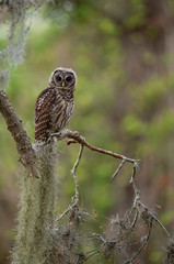 Barred Owl in Florida 