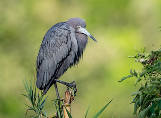 Fototapeta premium Little Blue Heron in Florida 