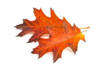 autumn leaves isolated