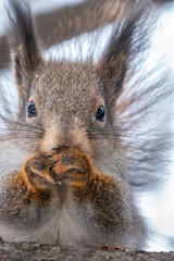 Portrait of a squirrel with nut in winter or autumn.
