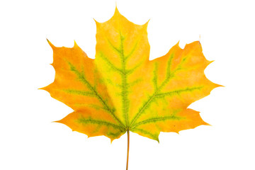 autumn leaves isolated