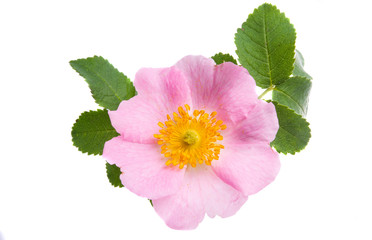 rosehip flower isolated